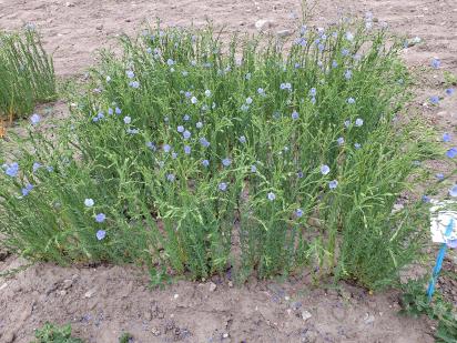 Click for 1 image(s) for this accession.